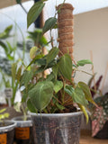 Philodendron ‘Micans’ 6”