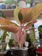 Aglaonema ‘Light of Diamond’ 6”