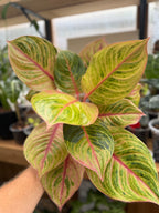 Aglaonema ‘Light of Diamond’ 6”