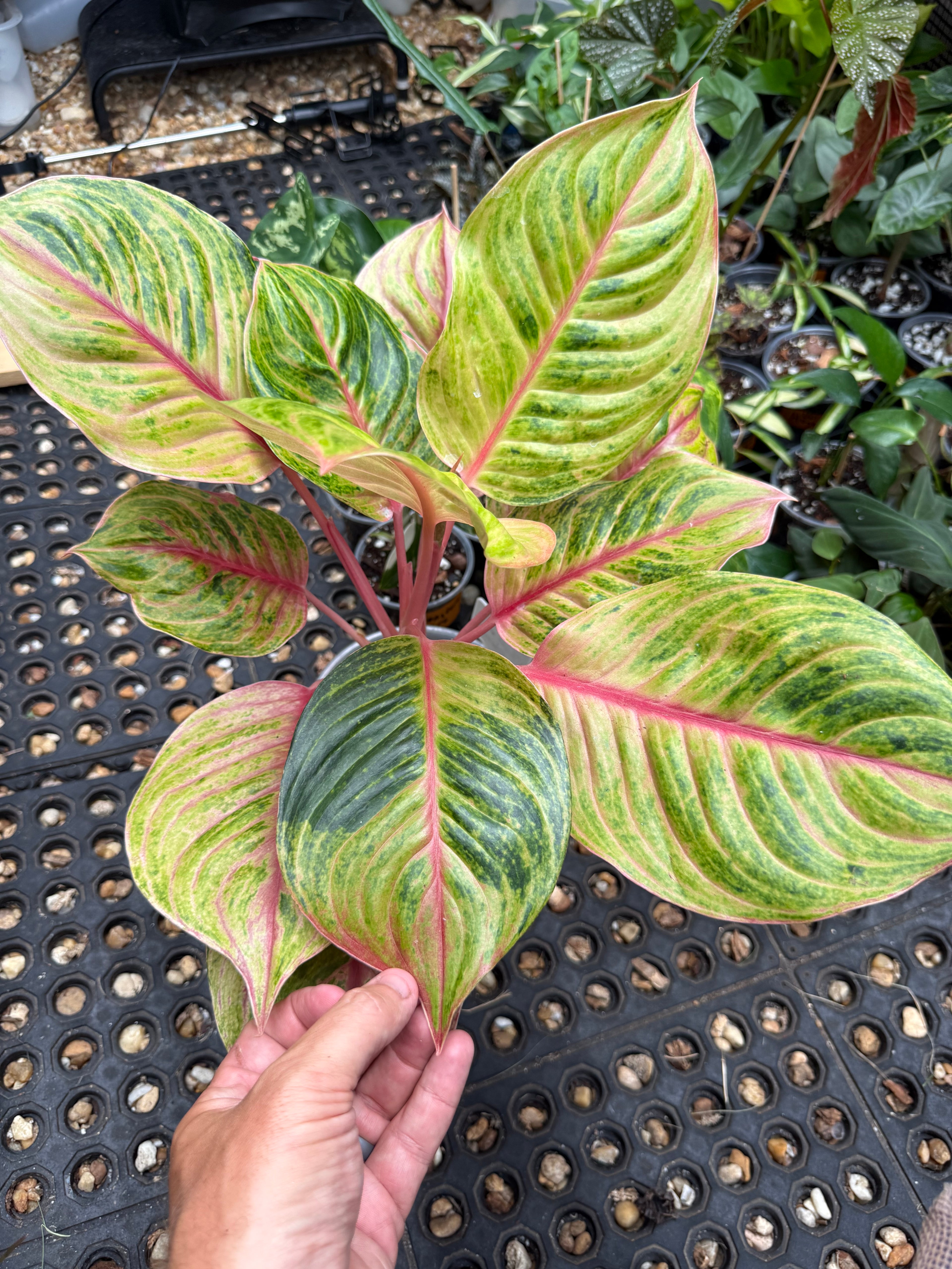 Aglaonema ‘Light of Diamond’ 6”