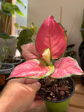 Aglaonema ‘Ruby Red’ 4”