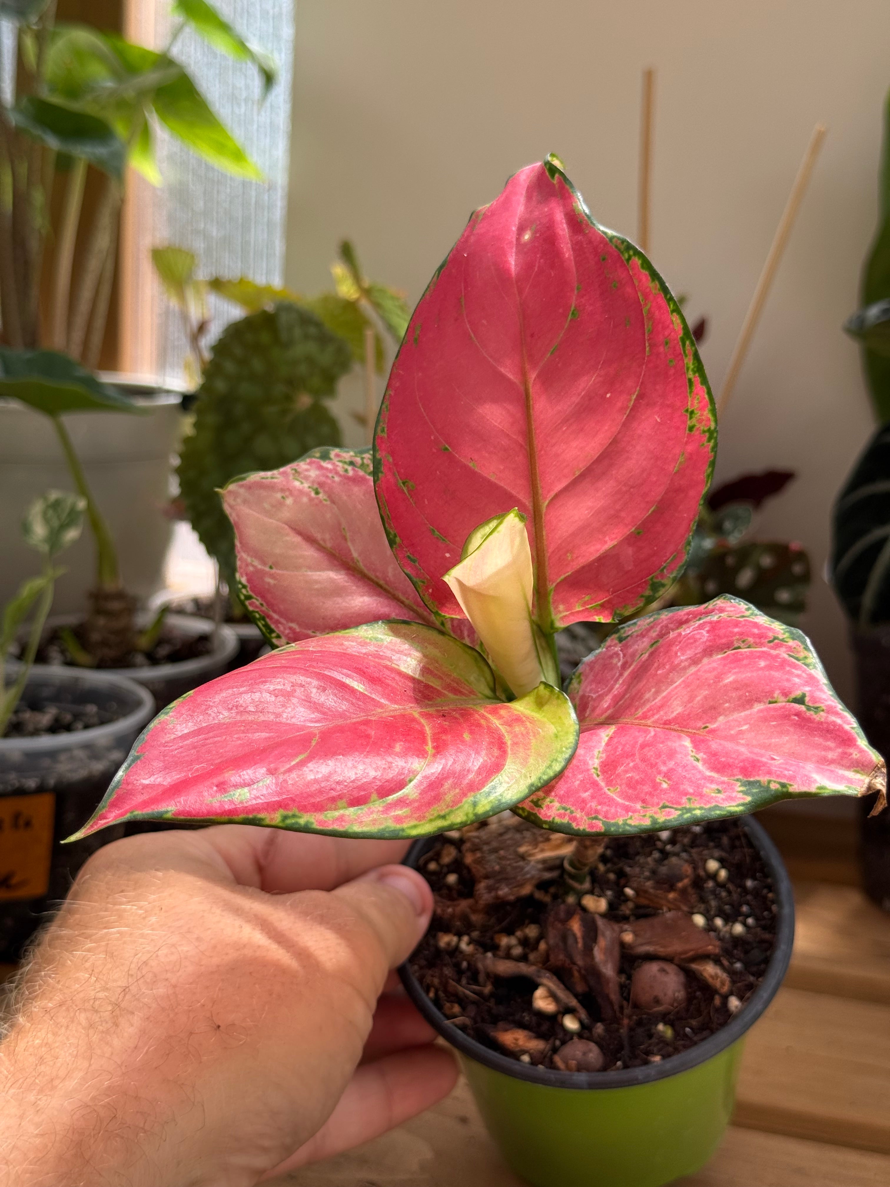 Aglaonema ‘Ruby Red’ 4”