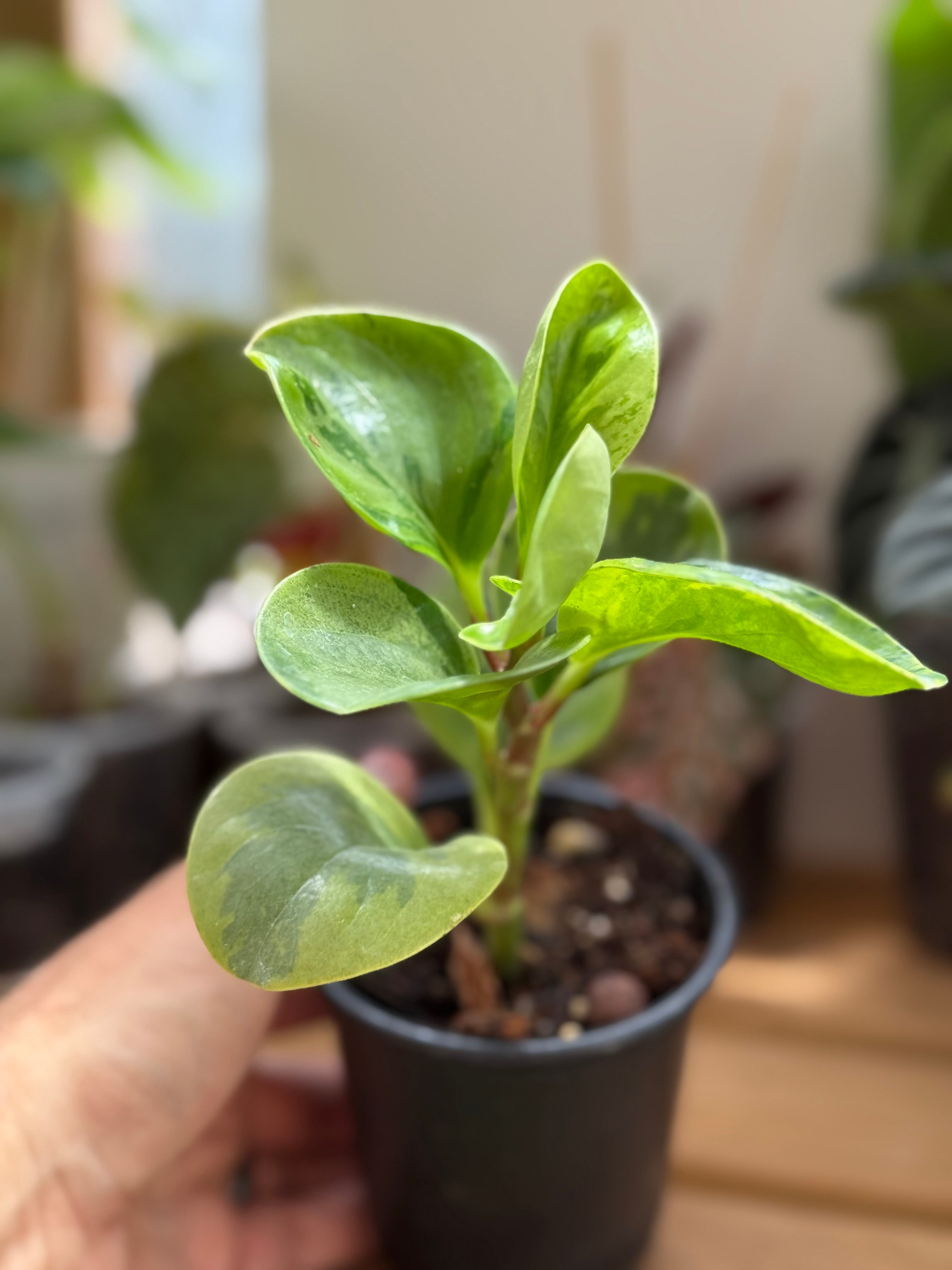 Peperomia Obtusifolia 'Marble' 4”