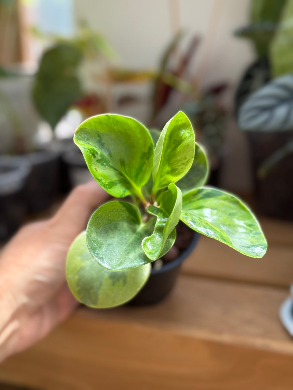 Peperomia Obtusifolia 'Marble' 4”