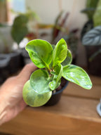 Peperomia Obtusifolia 'Marble' 4”