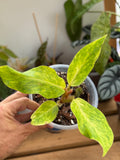 Philodendron ‘Orange Marmalade’ 6”