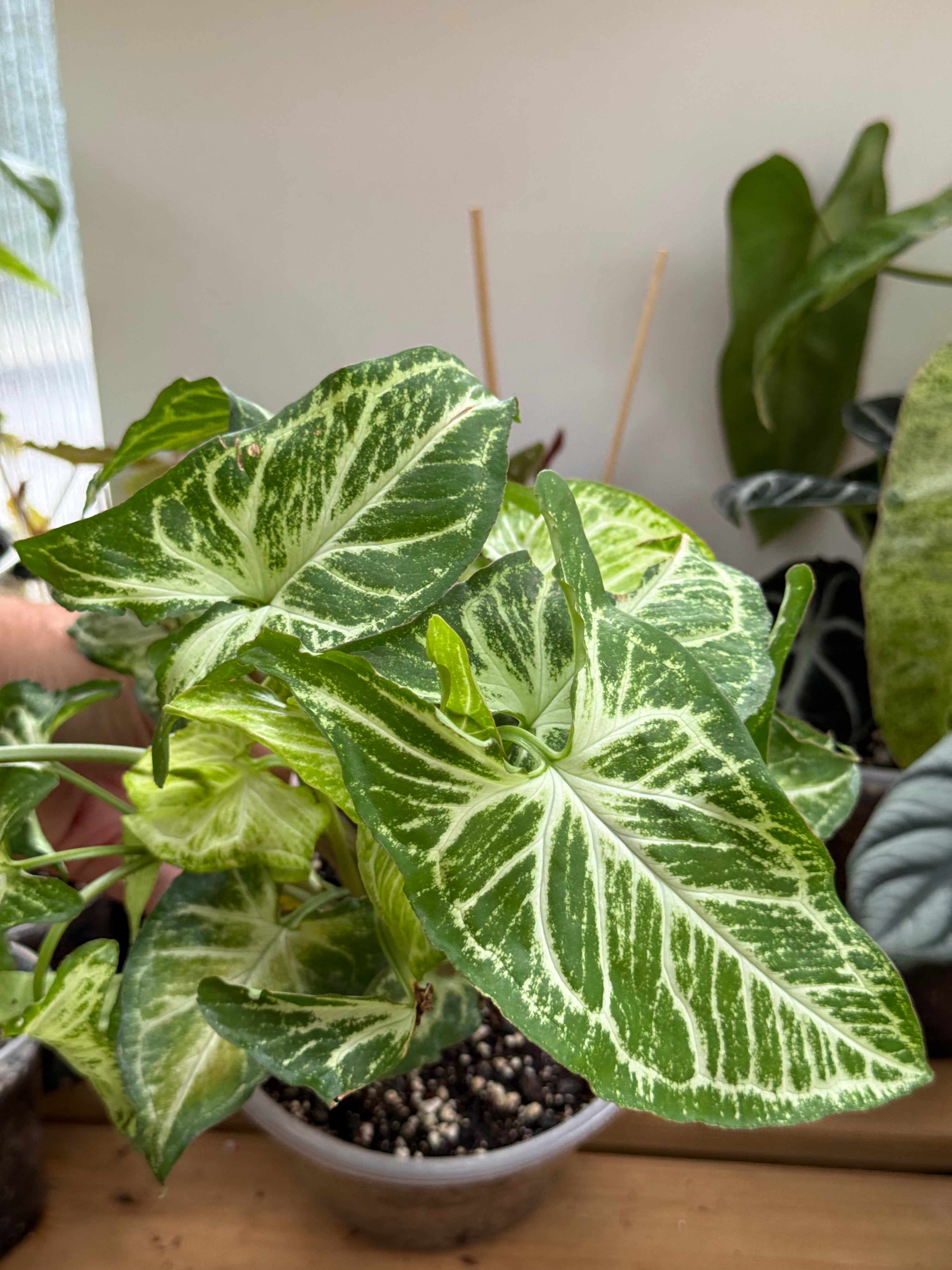 Syngonium ‘Randy’ 6”