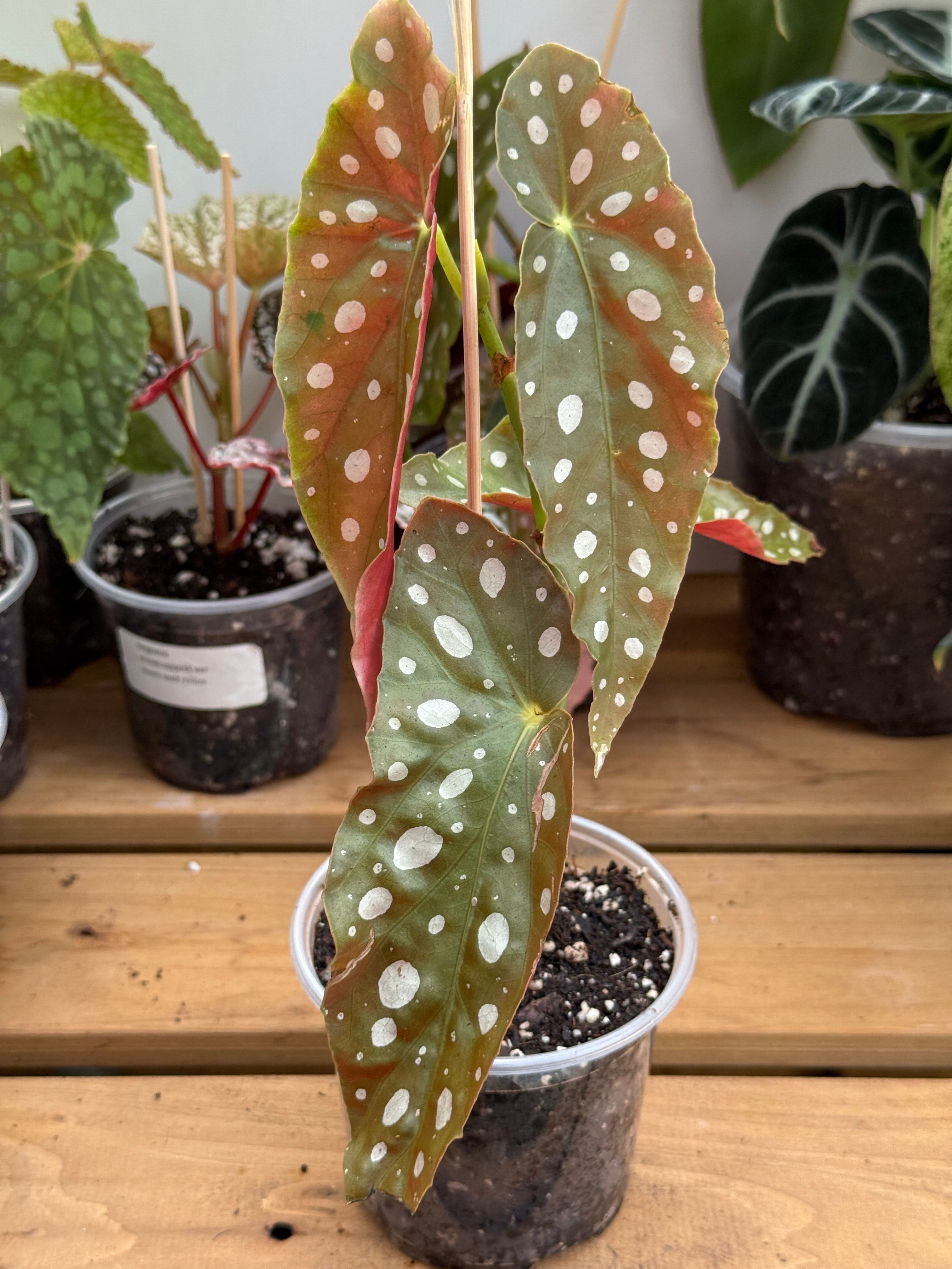 Begonia Maculata ‘Polka Dot’ 4”