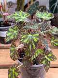 Begonia Geometry 4”