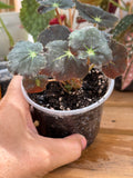 Begonia Black Velvet 4”