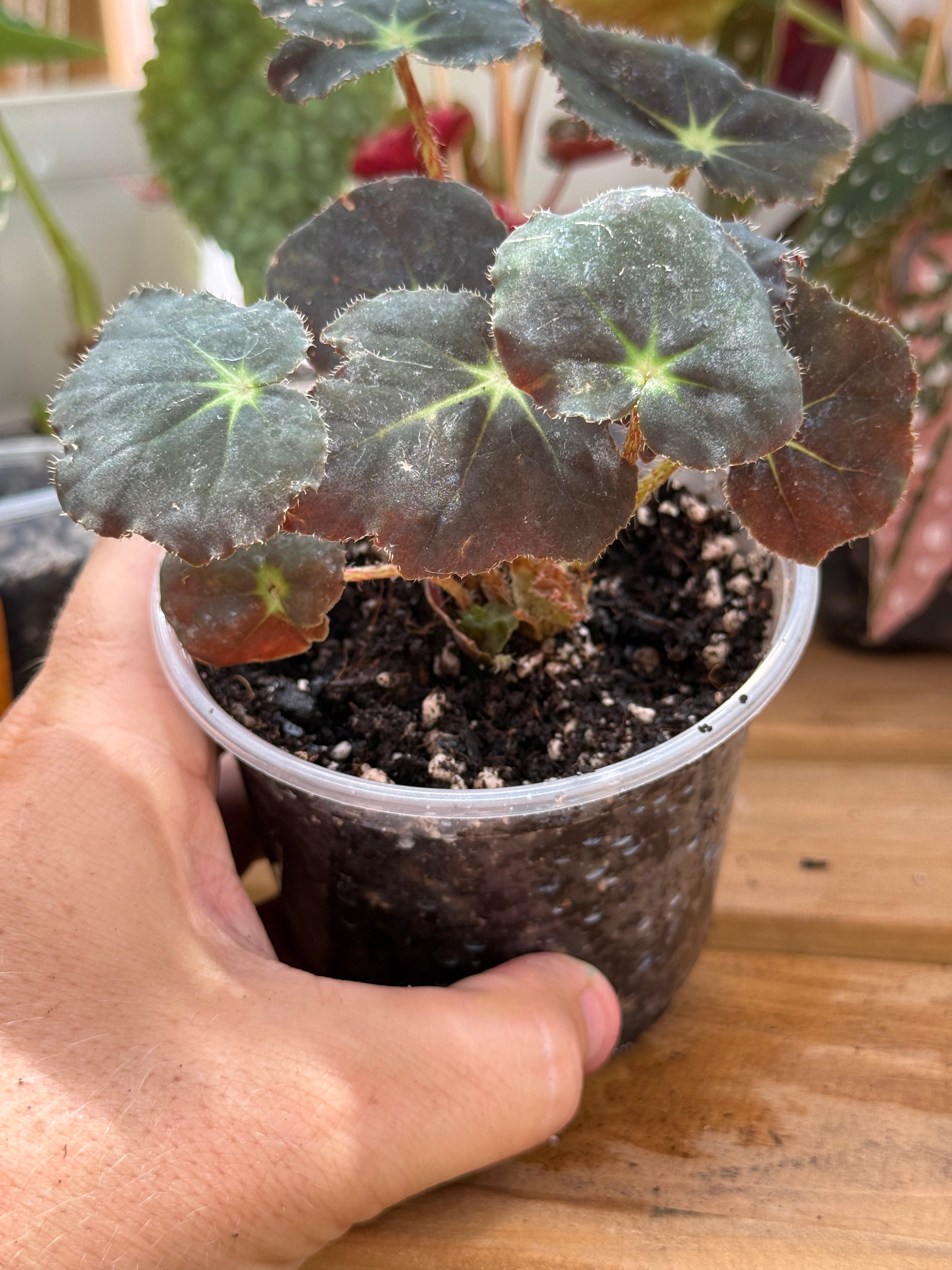 Begonia Black Velvet 4”