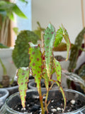 Begonia Amphioxus 4”