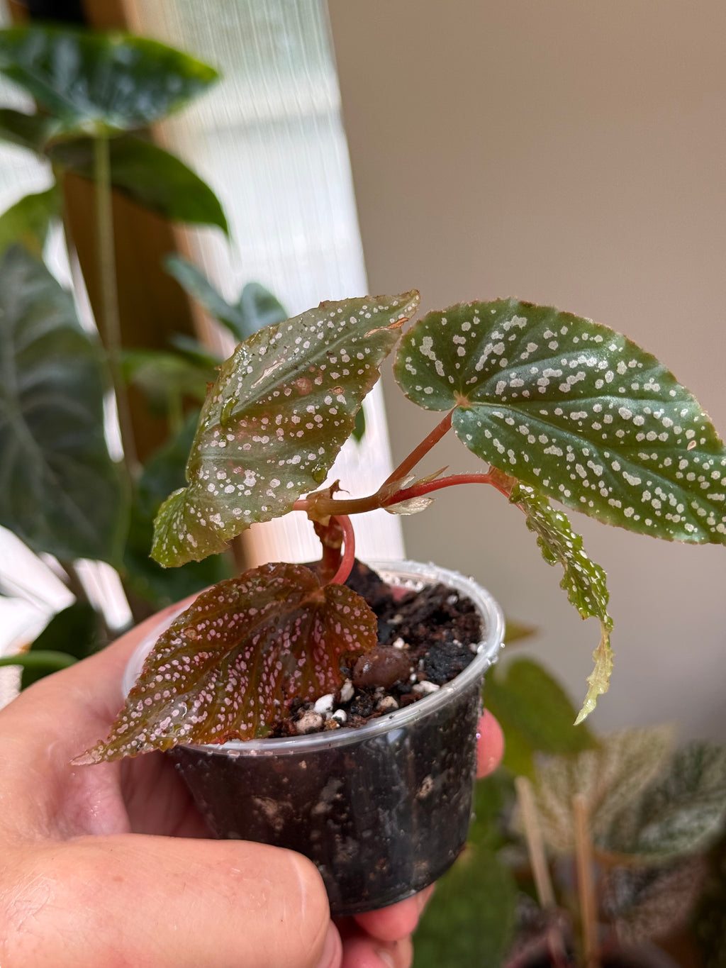 Begonia ‘Benigo Pink’ 2”