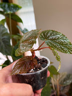 Begonia ‘Benigo Pink’ 2”
