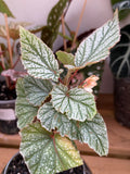 Begonia ‘Snow Capped’ 4”