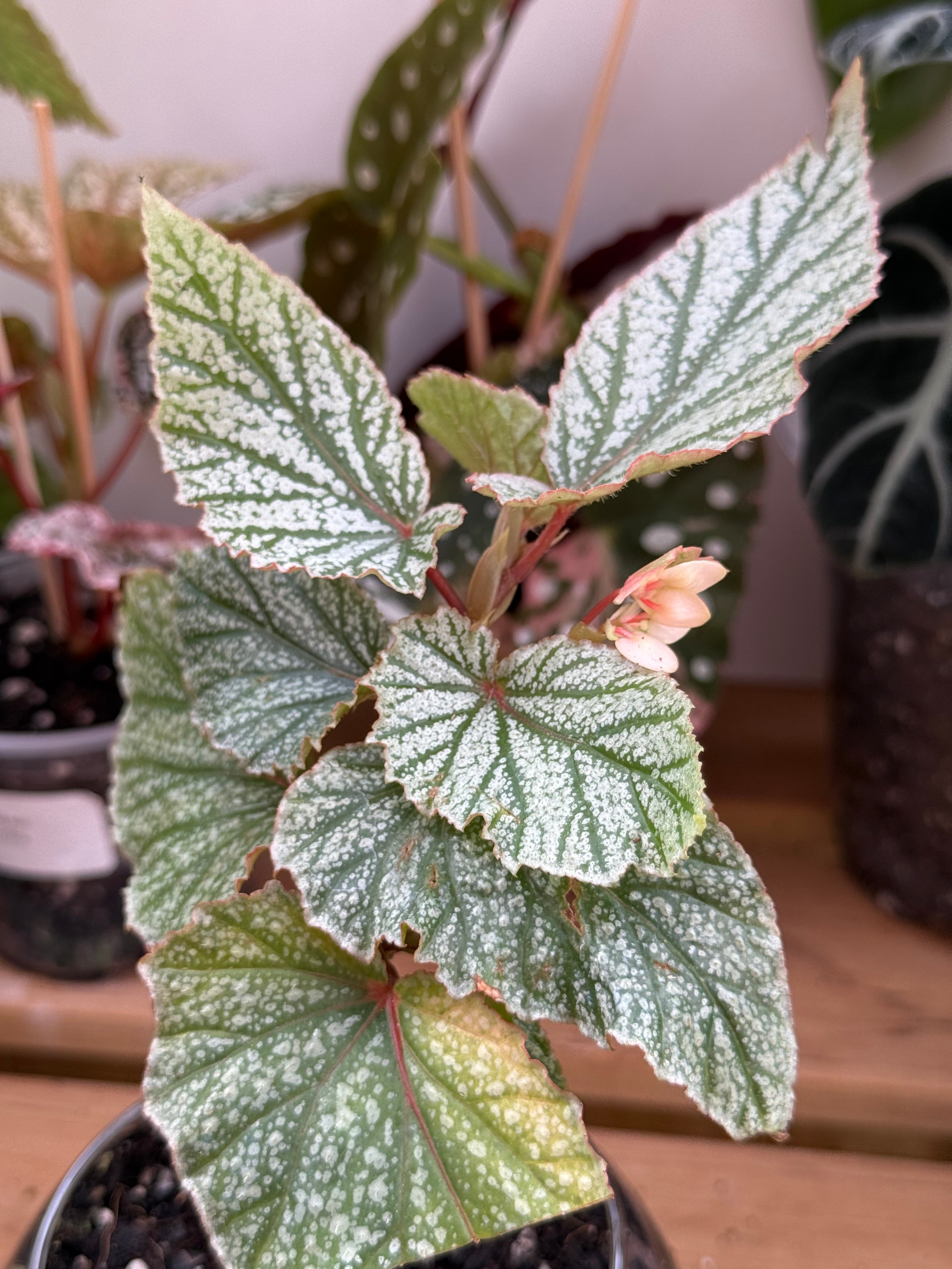 Begonia ‘Snow Capped’ 4”