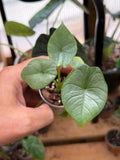 Alocasia Reginae ‘Elaine’ 2”