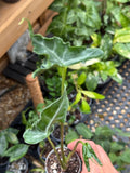 Alocasia ‘Teletubbies’ 2”