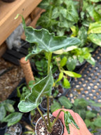 Alocasia ‘Teletubbies’ 2”