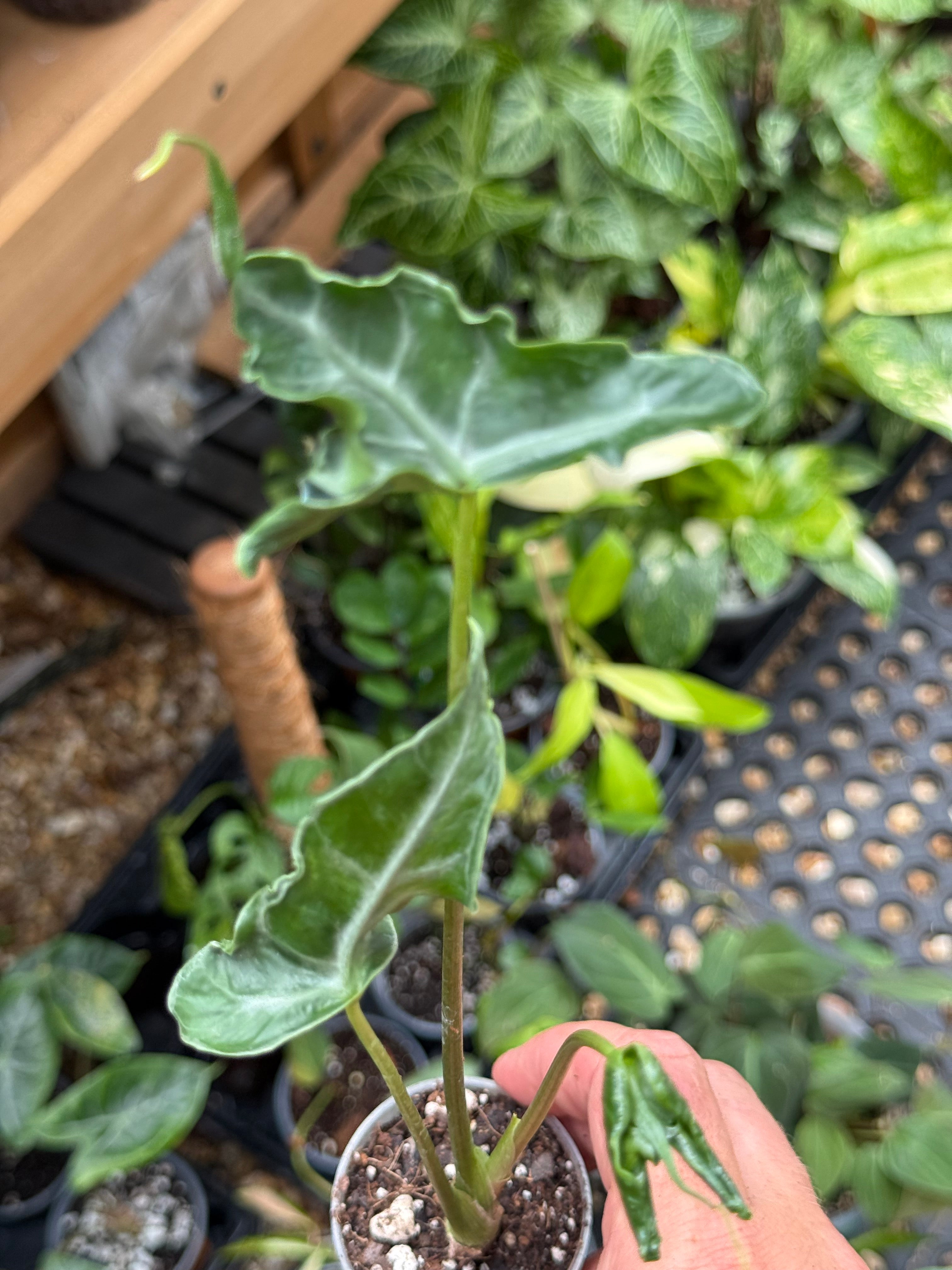 Alocasia ‘Teletubbies’ 2”