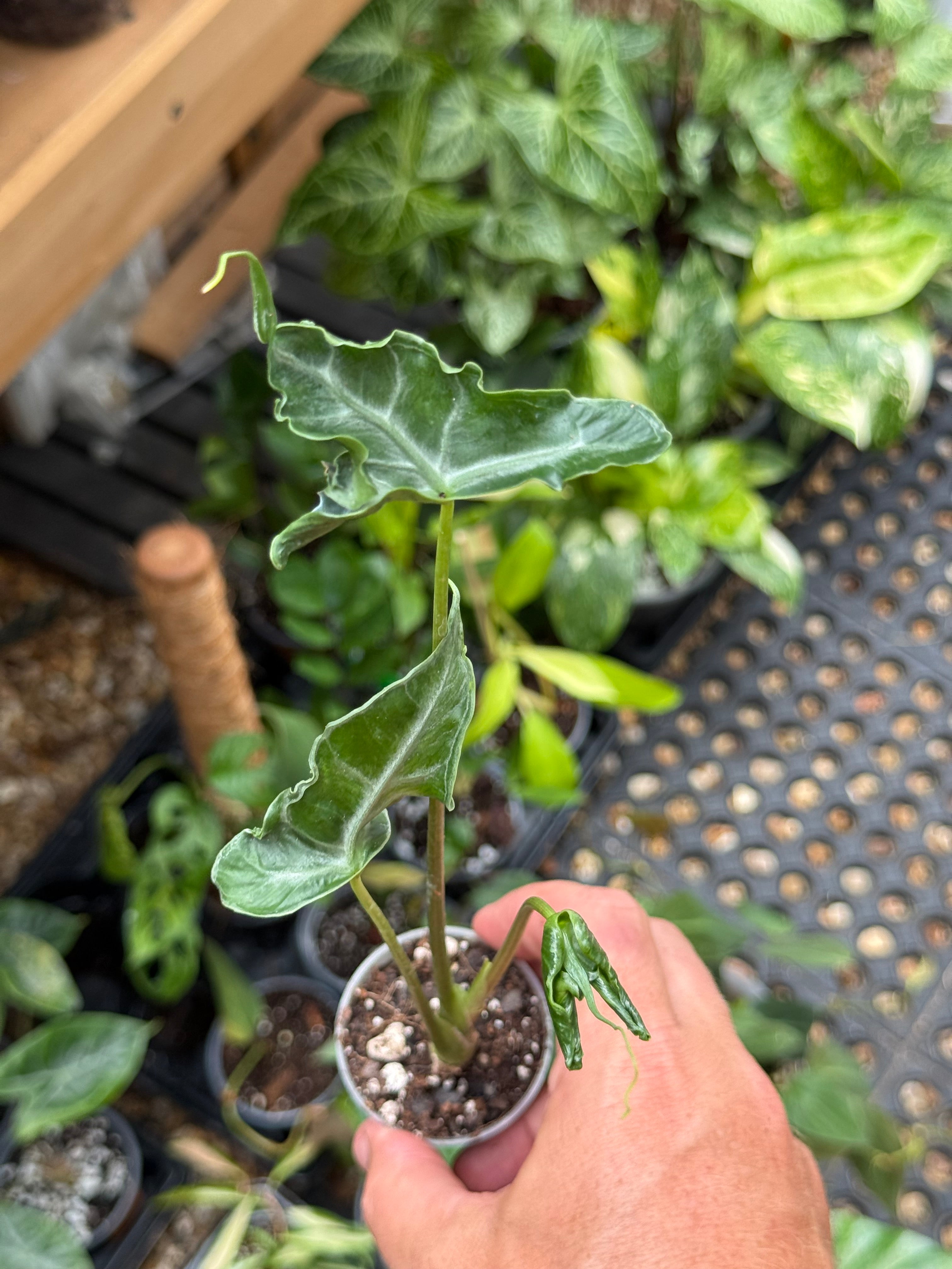 Alocasia ‘Teletubbies’ 2”