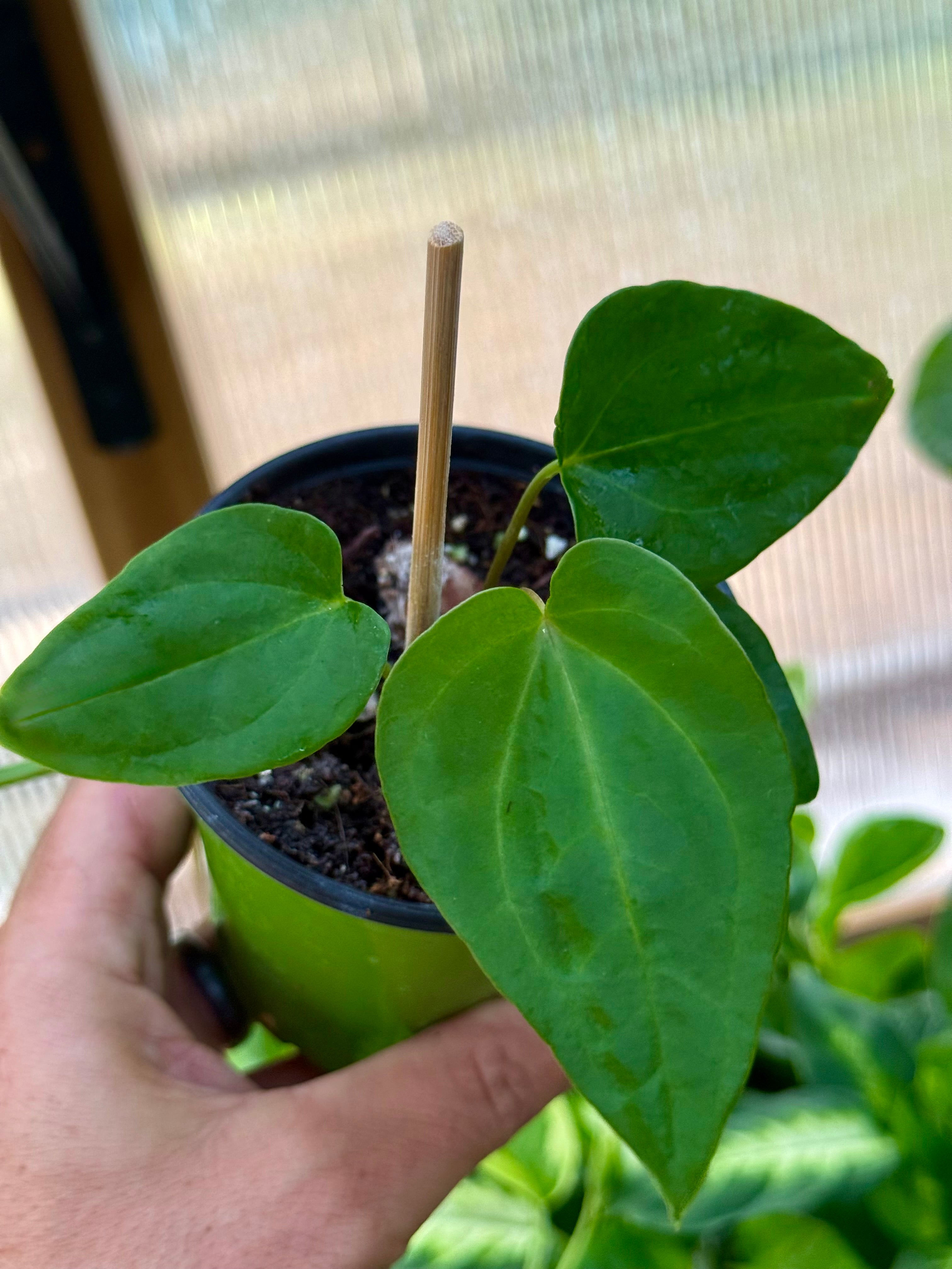 Anthurium Dark Phoenix x Crystallinum Dark 4”