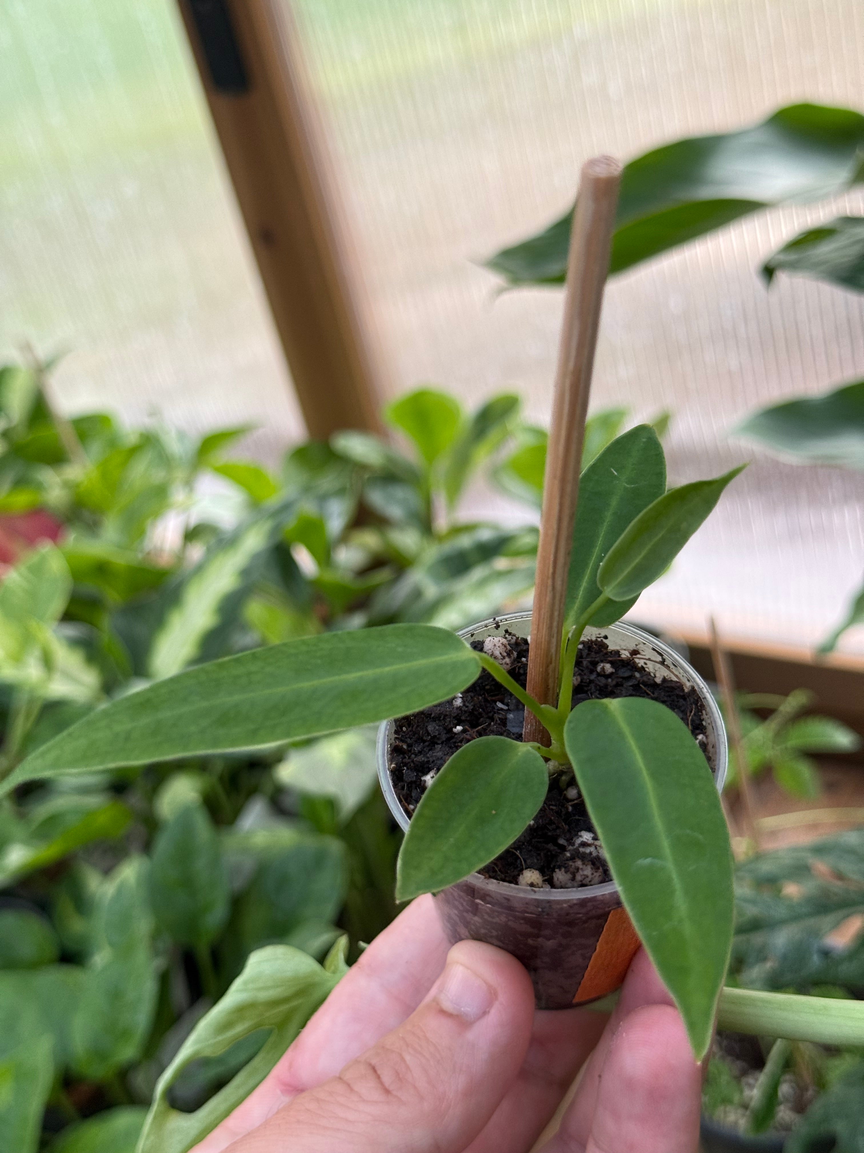 Anthurium Warocqueanum ‘Queen Anthurium’ 2”