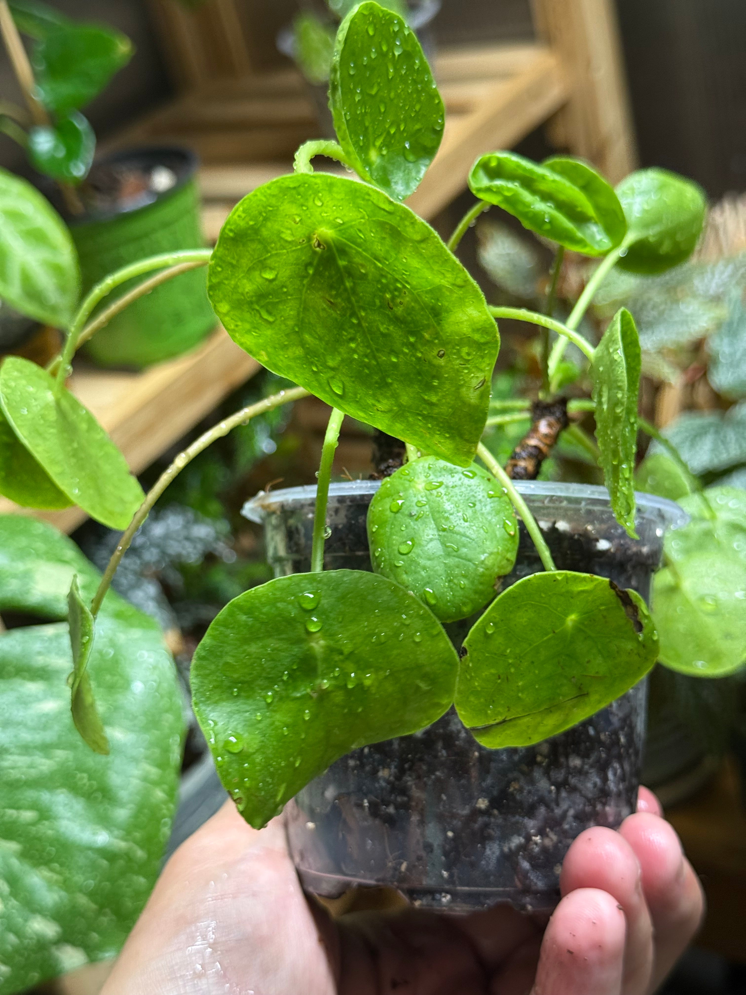 Pilea Peperomioides ‘Chinese Money Plant’ 4”