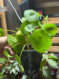 Pilea Peperomioides ‘Chinese Money Plant’ 6”