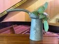 Scindapsus ‘Platinum Java” in Antique Oil Can