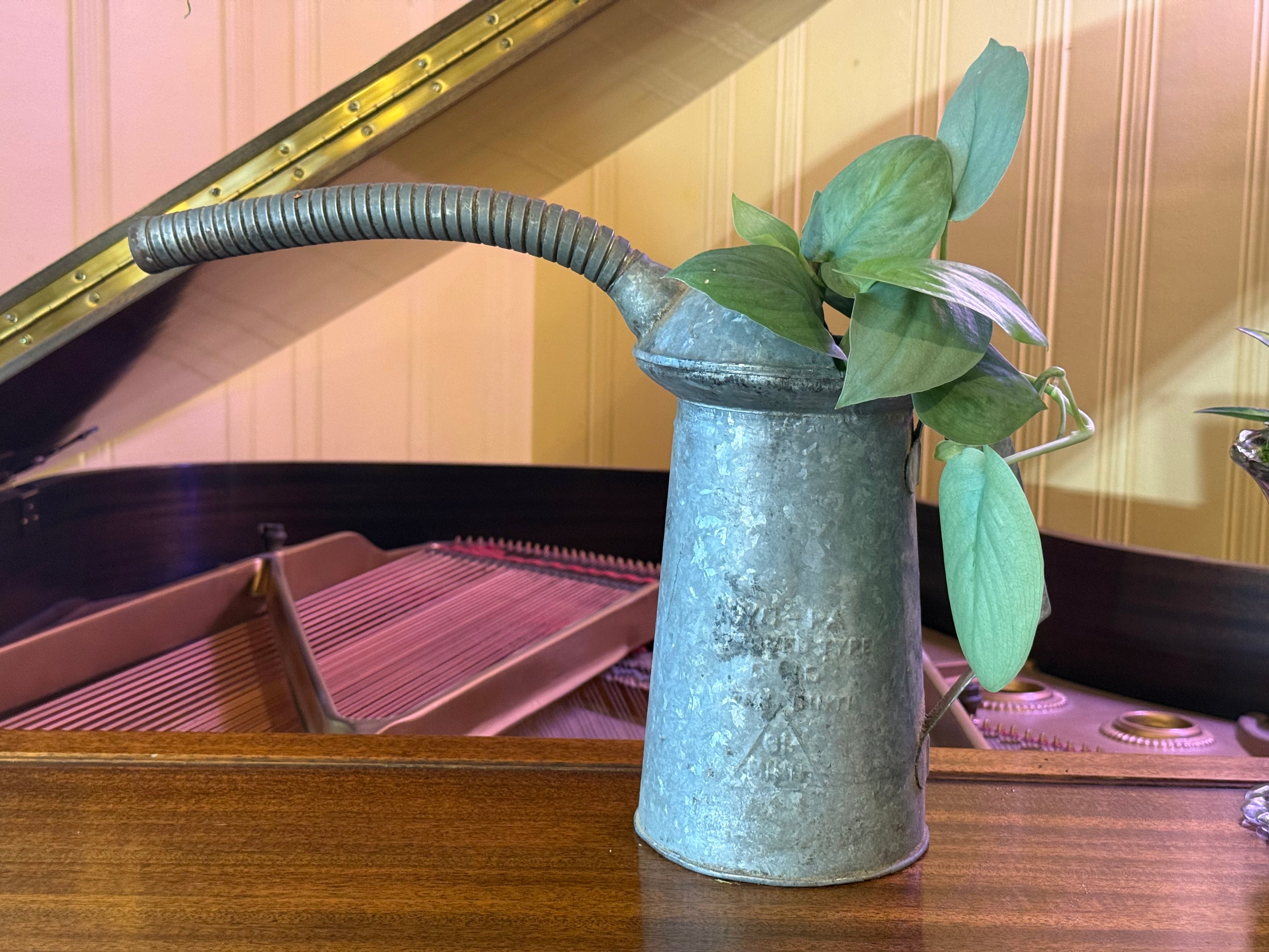 Scindapsus ‘Platinum Java” in Antique Oil Can