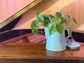 Heart Leaf Philodendron in Vintage Coffee Pot