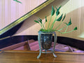 Shangri-la Pothos in Vintage Centerpiece