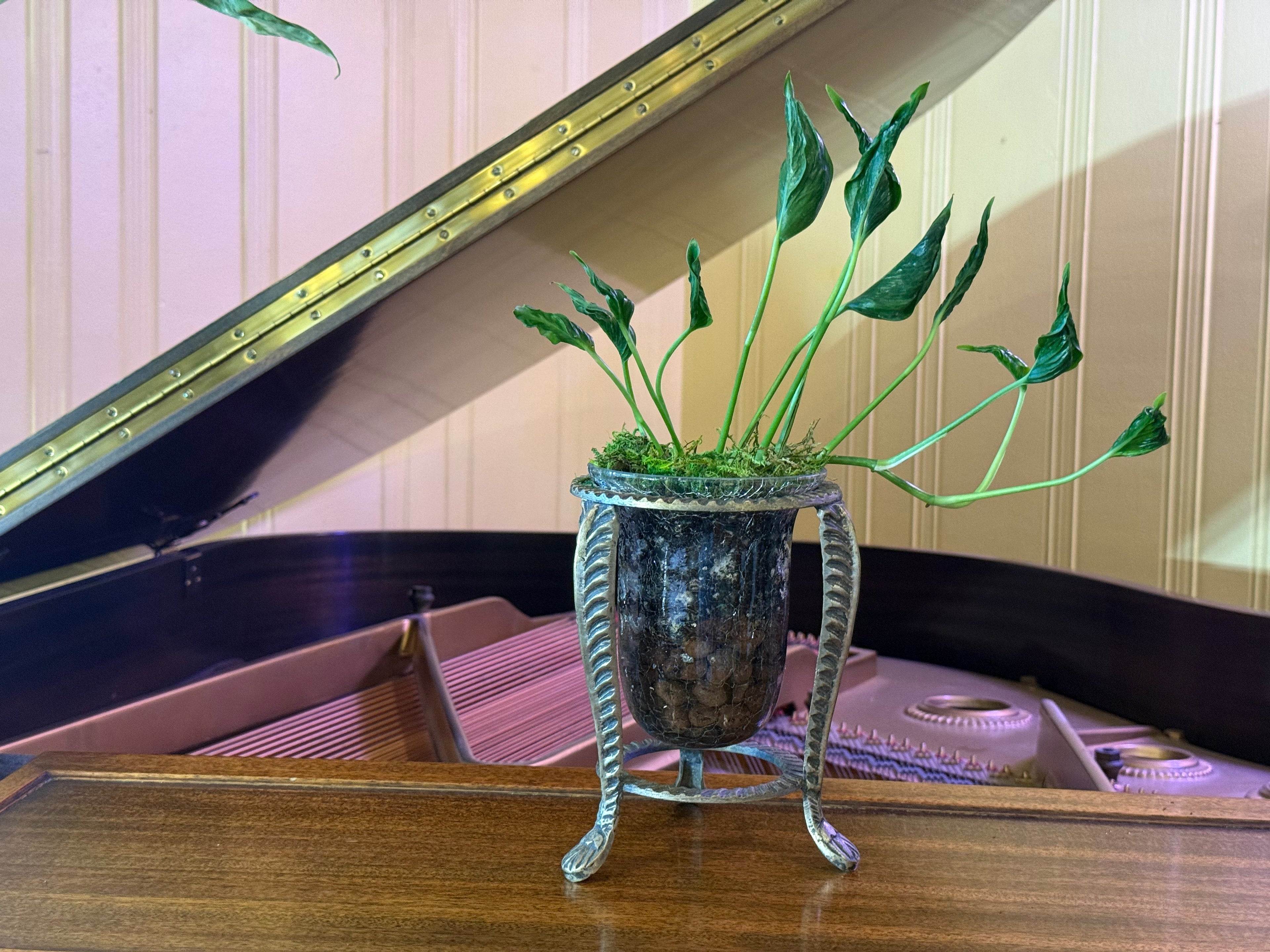 Shangri-la Pothos in Vintage Centerpiece