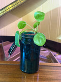 Pilea Peperomioides in Vintage Jar
