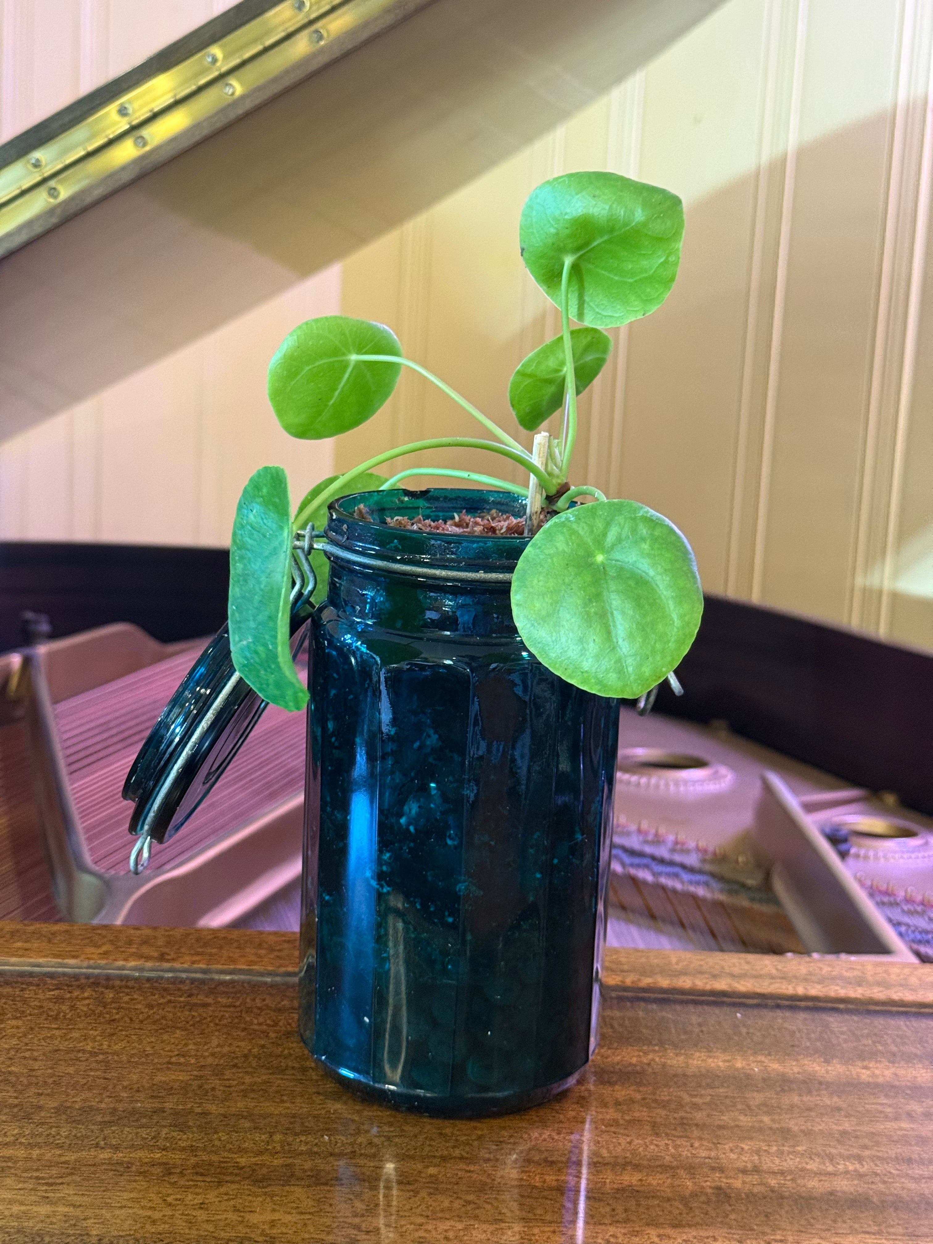 Pilea Peperomioides in Vintage Jar