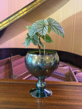 Frosty Begonia in Vintage Green Goblet