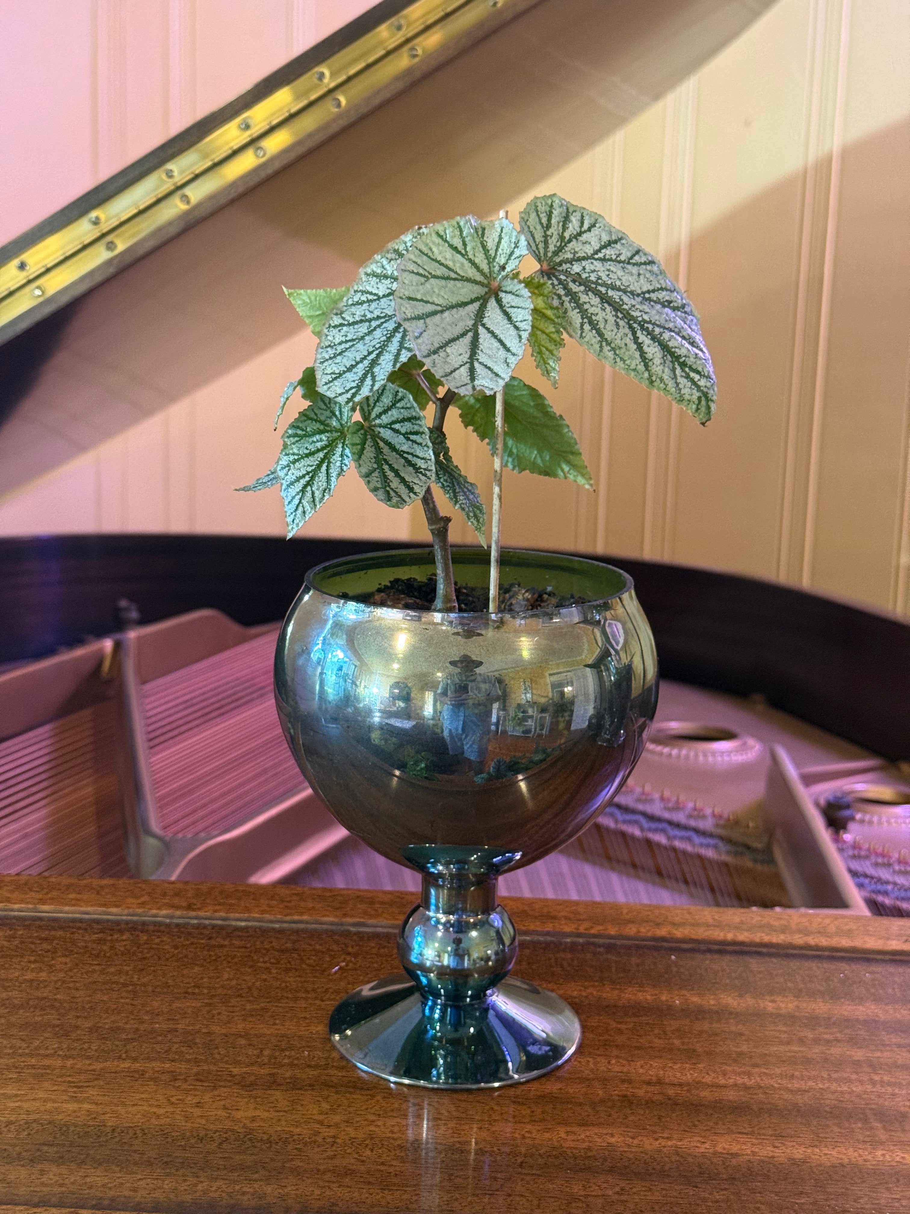 Frosty Begonia in Vintage Green Goblet