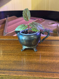 Begonia ‘Benigo Pink’ in Vintage Silver Creamer