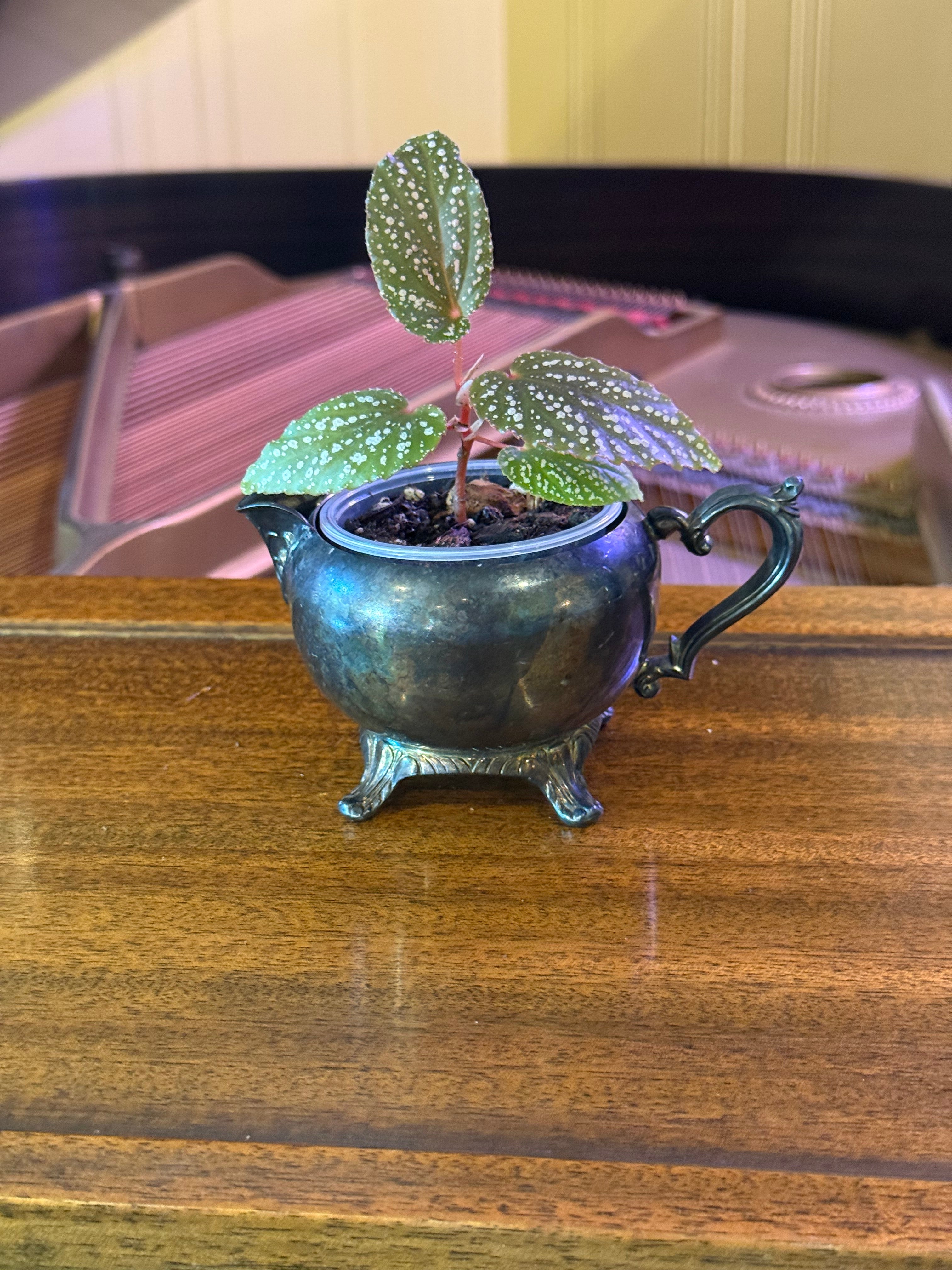 Begonia ‘Benigo Pink’ in Vintage Silver Creamer