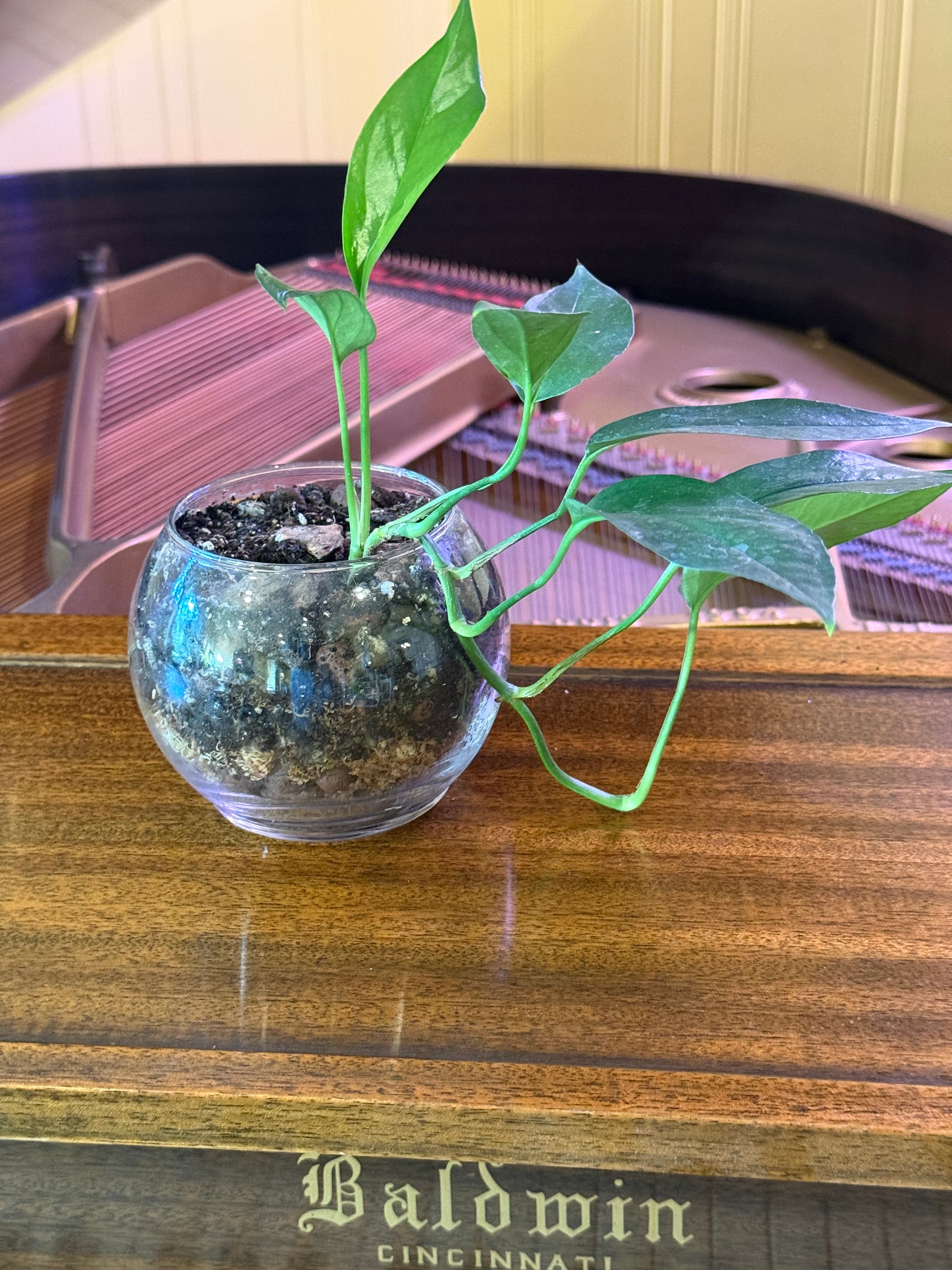 Cebu Blue Pothos in Small Fish Bowl