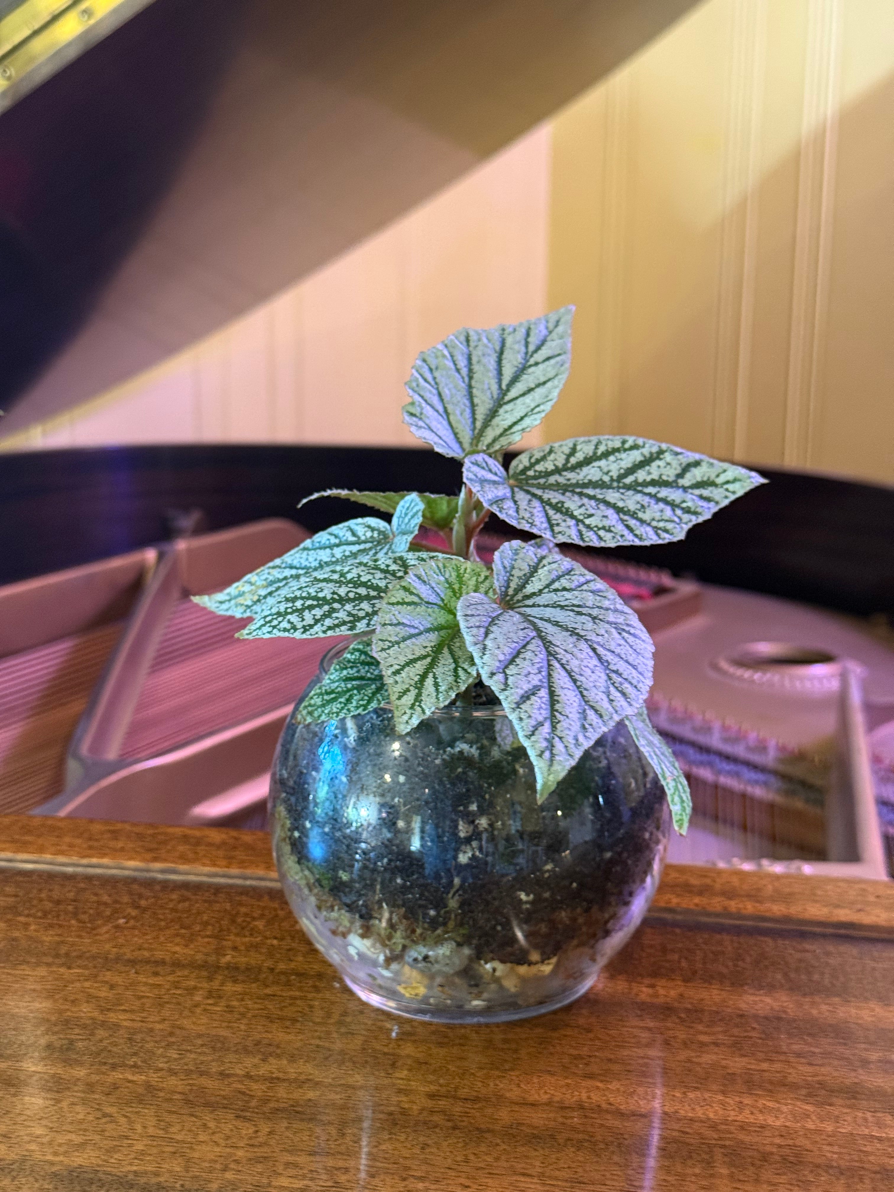 Begonia ‘Frosty’ in Small Fishbowl