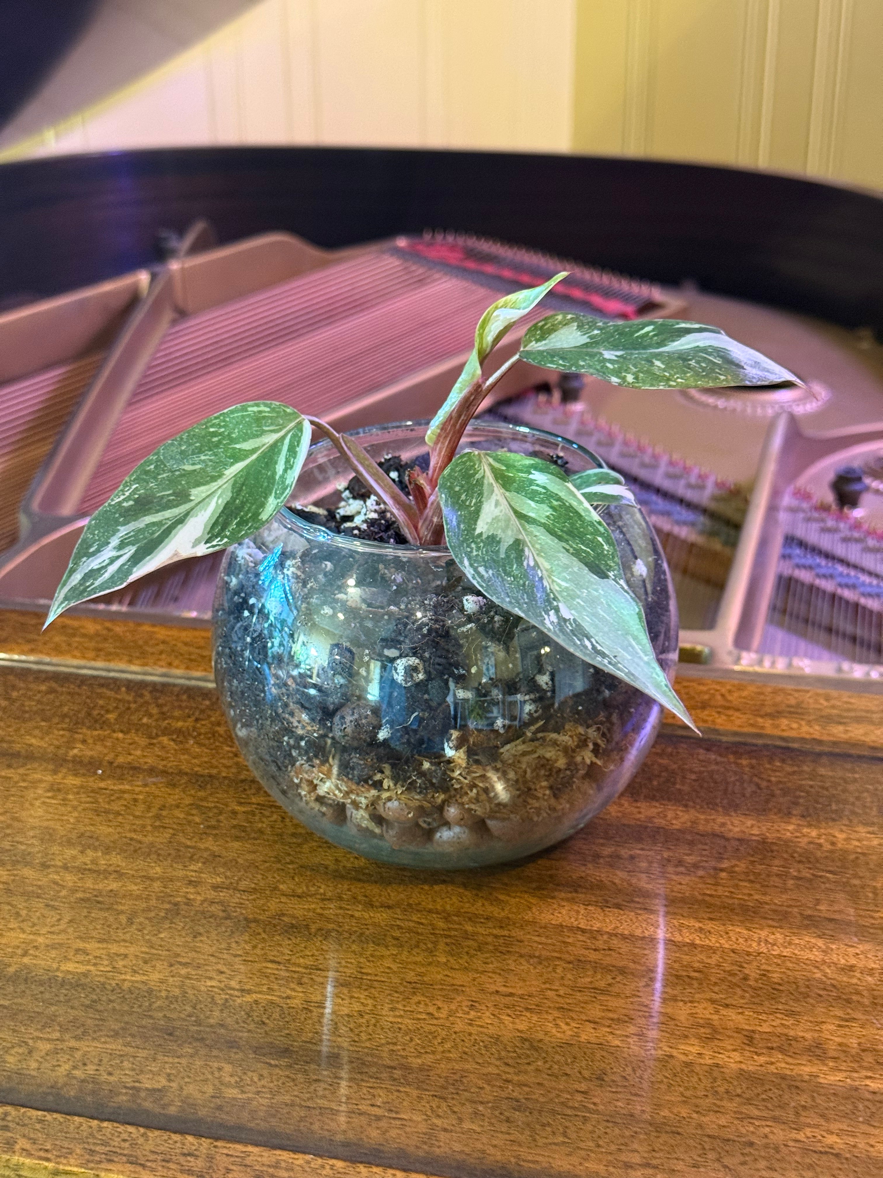 Philodendron ‘Pink Princess Galaxy’ in Small Fish Bowl