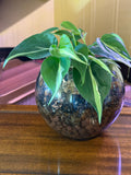 Silver Stripe Philodendron in Large Fish Bowl