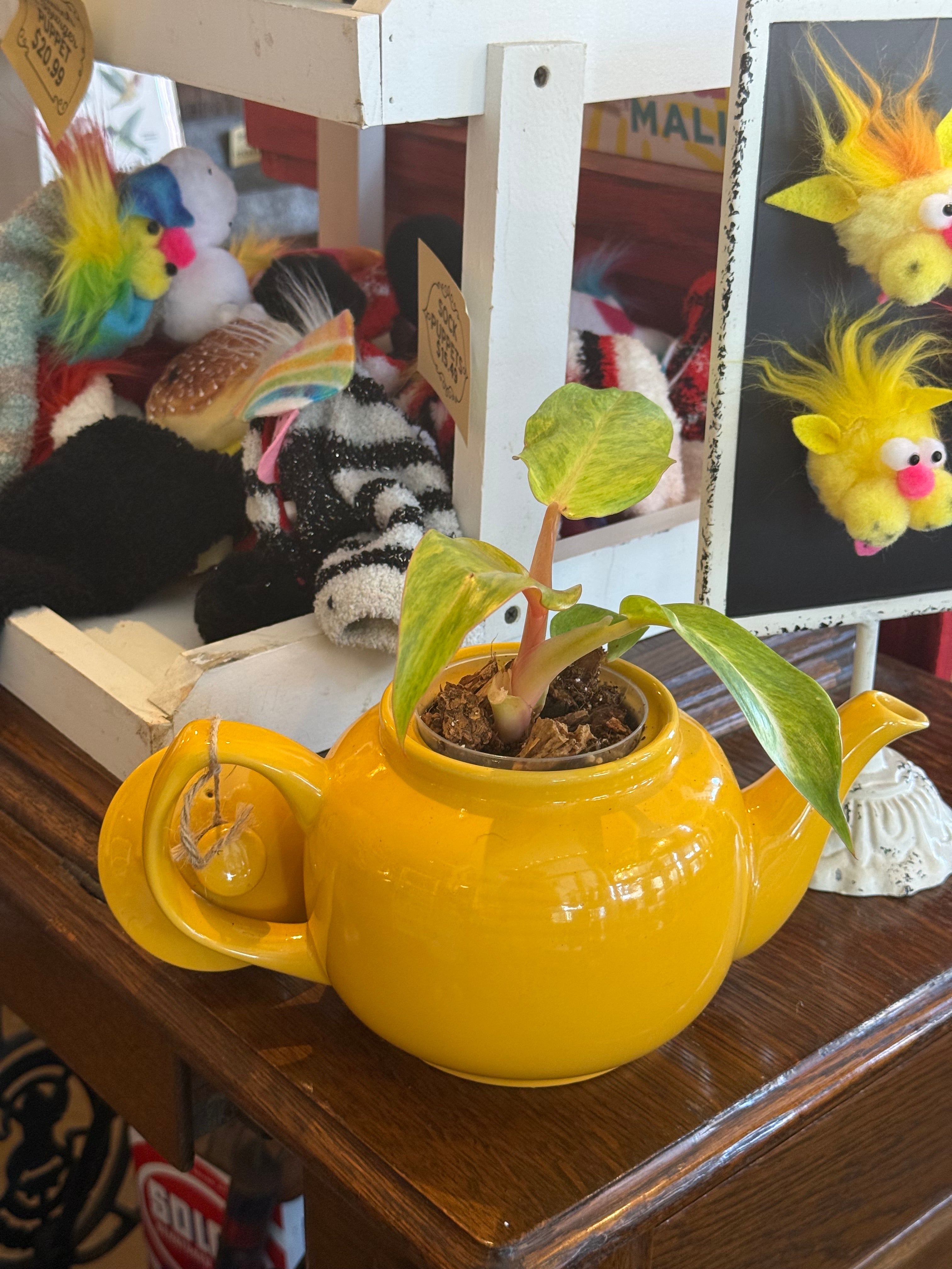 Orange Marmalade Philodendron in Yellow Teapot