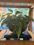 Silver Stripe Philodendron in Vintage French Copper Bowl
