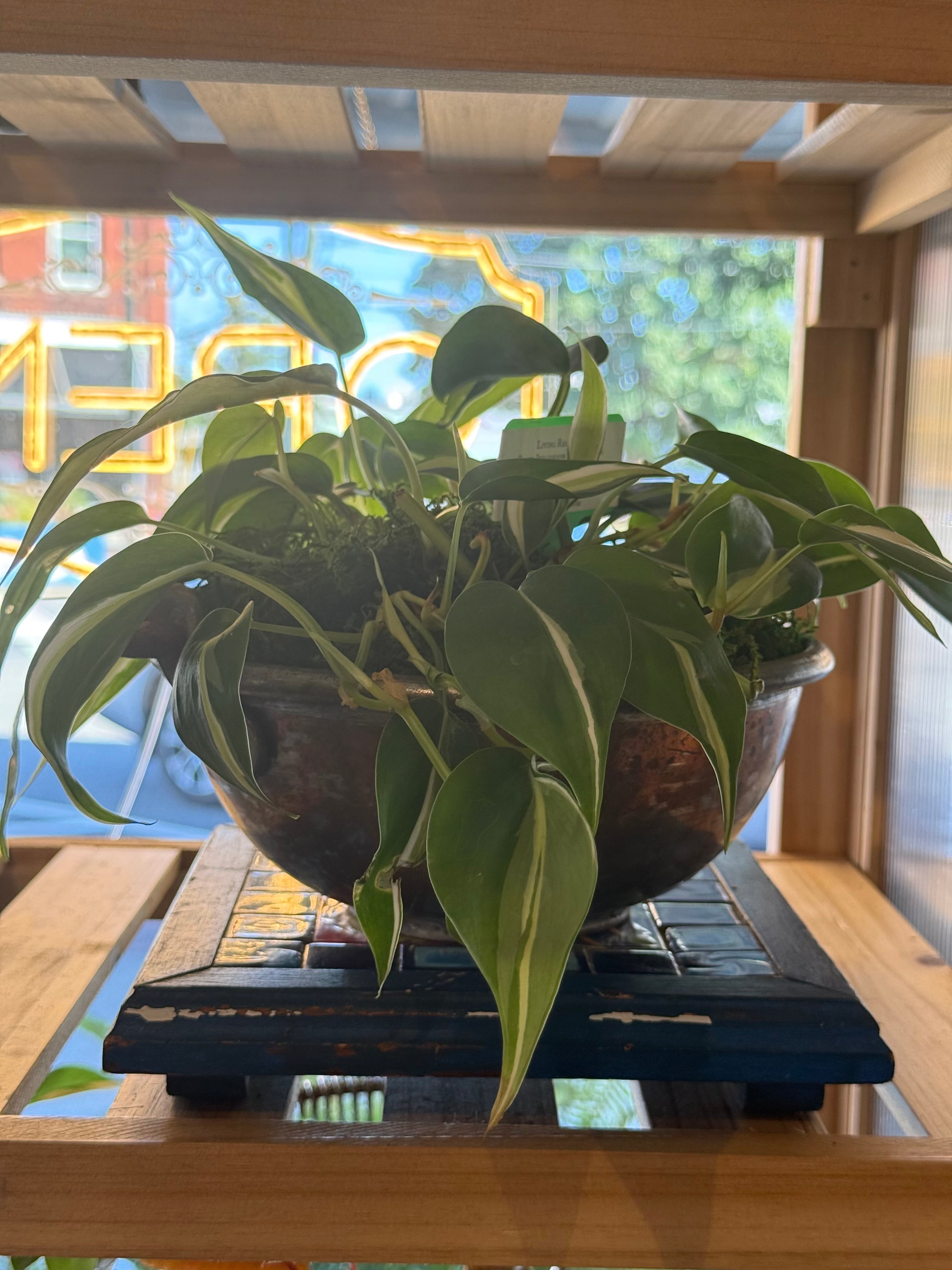 Silver Stripe Philodendron in Vintage French Copper Bowl
