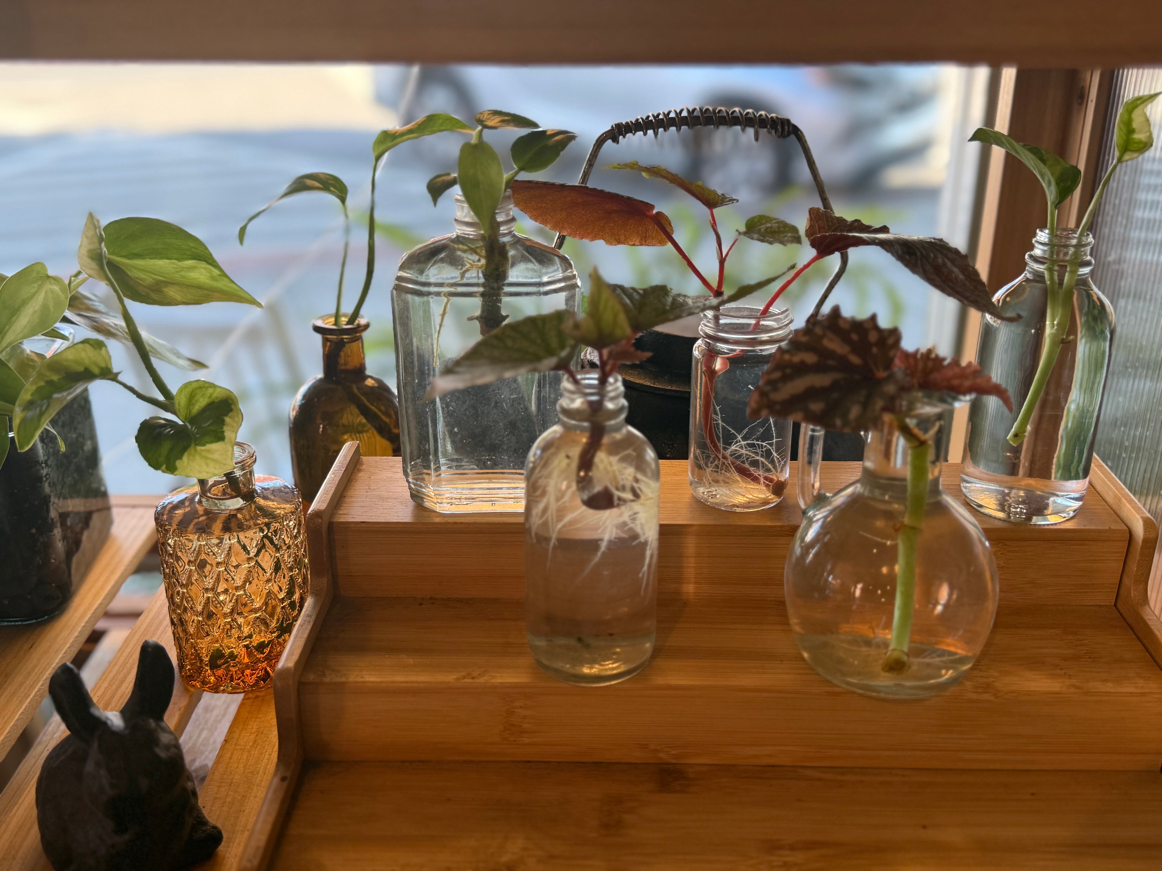 Rooted Water Propagation in Glass Bottle
