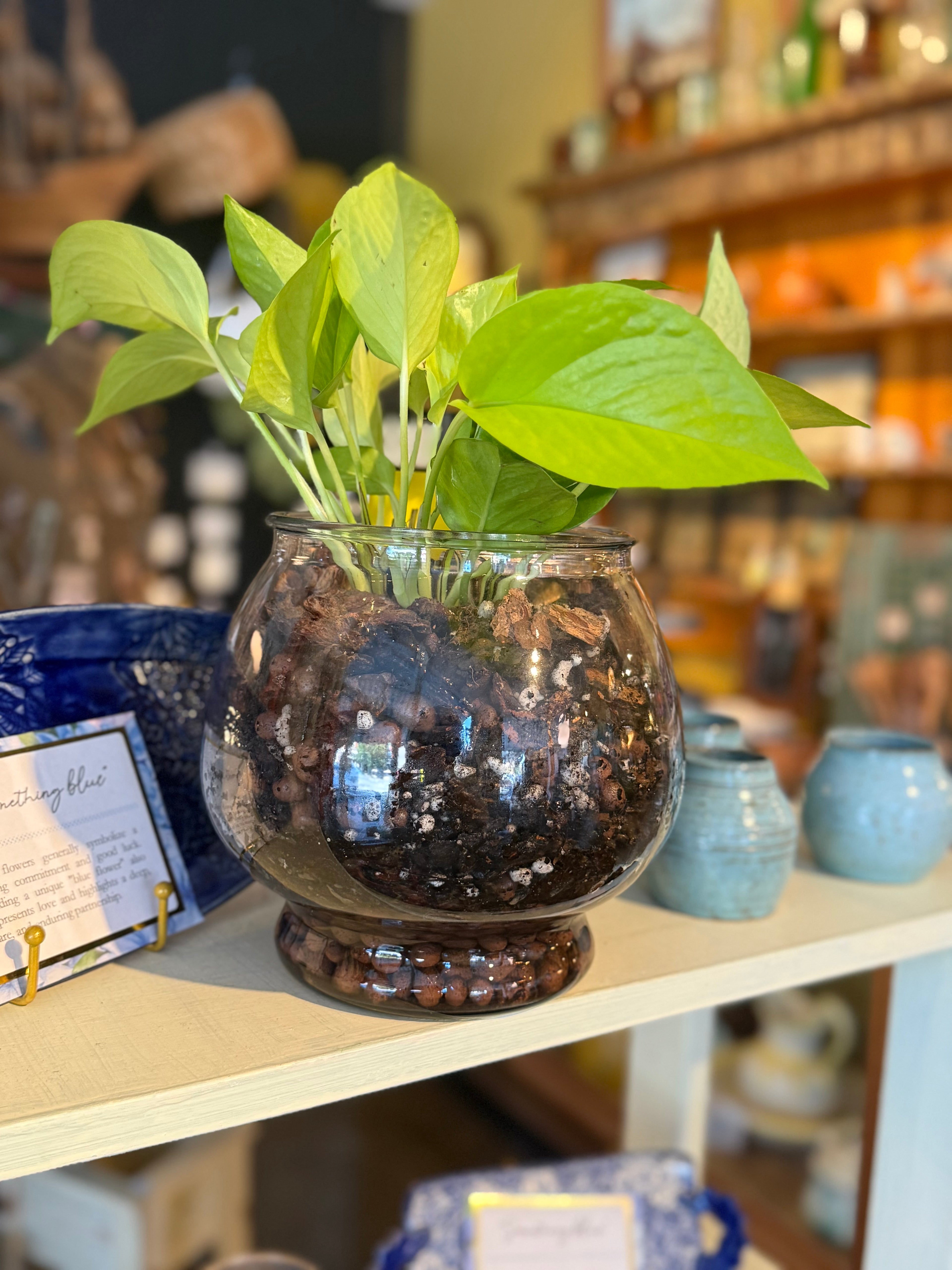 Neon Pothos in Large Fish Bowl