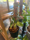 Syngonium Tricolor 6” w/Moss Pole